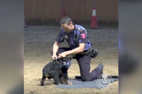 Šuns sugebėjimai privertė aiktelėti: ne visi žmonės tai sugeba