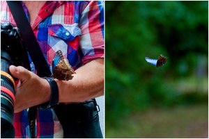 Nepatikėjo savo akimis: Smiltynėje aptiktas stulbinančio grožio svetimšalis – morfas