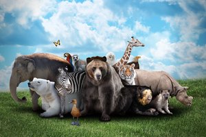 Tokie jau mes: sudarome vos 0,01 proc. gyvūnijos, bet išnaikinome du penktadalius