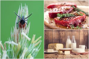 Erkės įkandimas gali sukelti keistą alergiją. Ši liga plinta kaip virusas