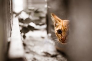 Pribloškė žiaurus išpuolis: „Koks supuvęs turi būti, kad taip pasielgtum“