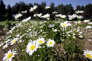 Vasaros karščiai pakeitė ir vaistažolių rinkimo grafiką