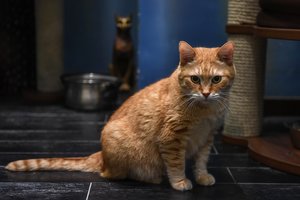 Malaizijos oro bendrovė kaltinama dėl katės dingimo