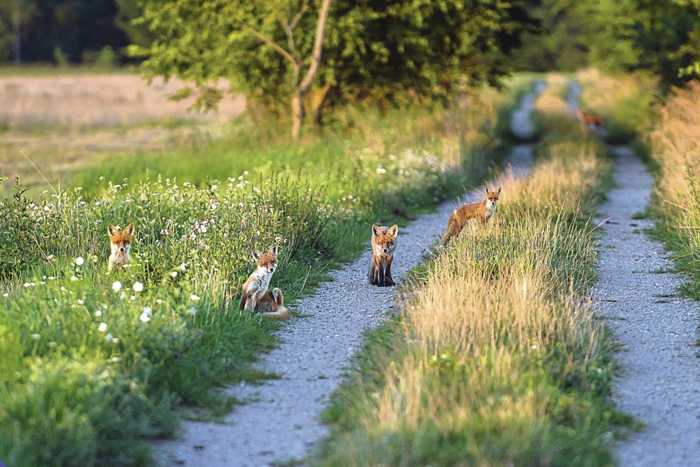 R Anusausko Ir R Zemaitienės Meilės Istorijos Raktas Gamtos Fotografija