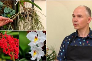Vilniečio orchidėjos fantastiškai žydi ištisus metus – pasakė, kodėl