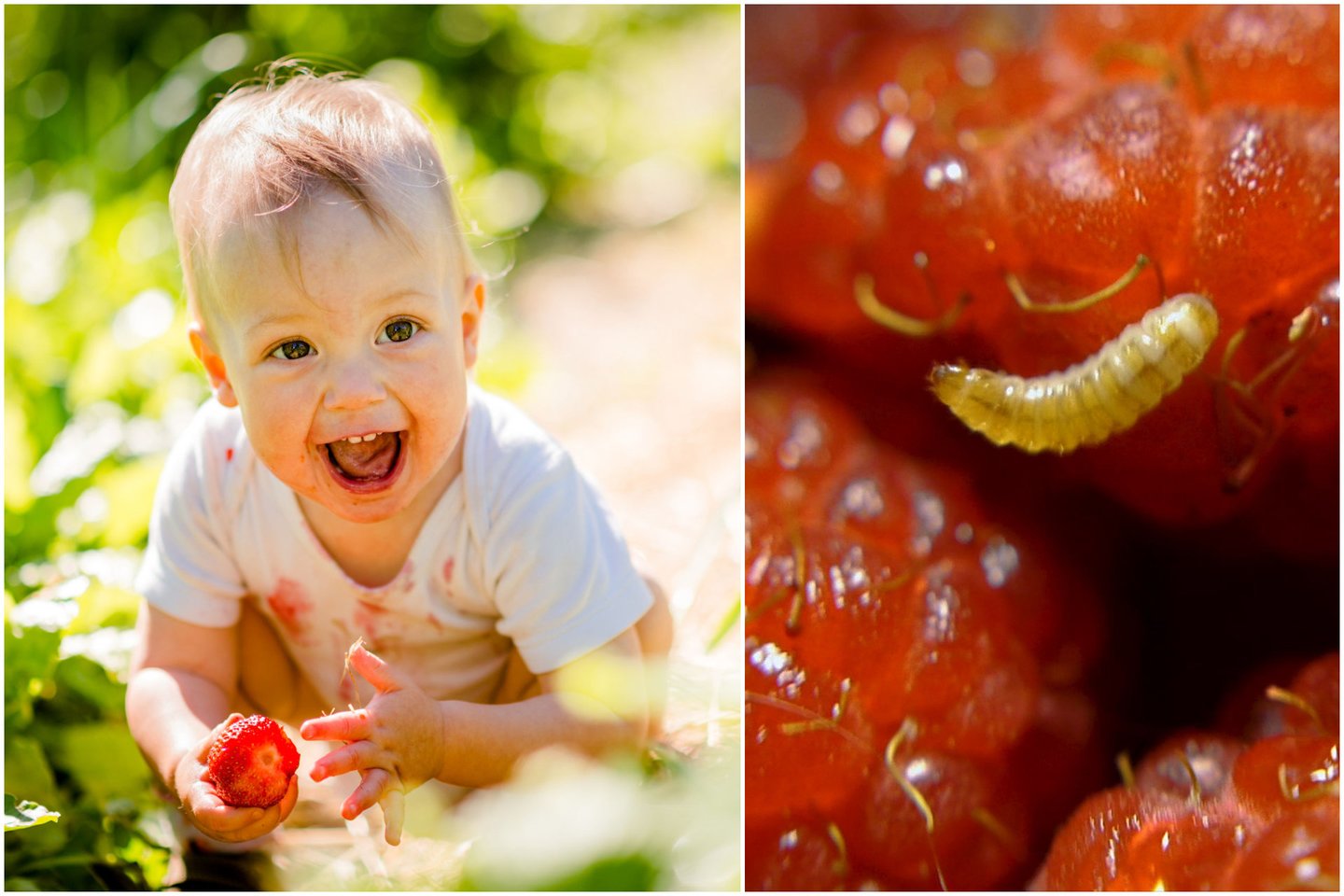  Nenuplauti ar ilgai šilumoje laikomi maisto produktai – pavojus vaikų organizmui.<br> 123rf.com nuotr.
