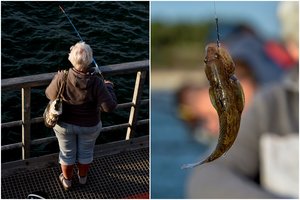 Sėkmė ant Palangos tilto: močiutė su anūku žuvis traukė vieną po kitos