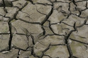 Dėl sausros siūloma skelbti ekstremalią situaciją šalies mastu