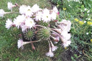 Marijampoliečių daugiabučio kieme – pusšimčiu žiedų apsikrovęs kaktusas