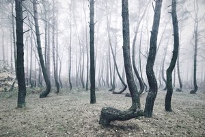 Netoli Lietuvos – miškas, kuriam nėra paaiškinimo