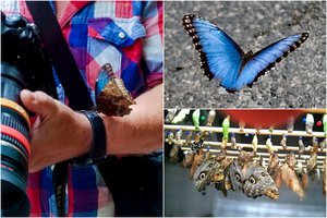 Paaiškėjo, kaip į Smiltynės miškus pateko reto grožio drugelis iš Pietų Amerikos