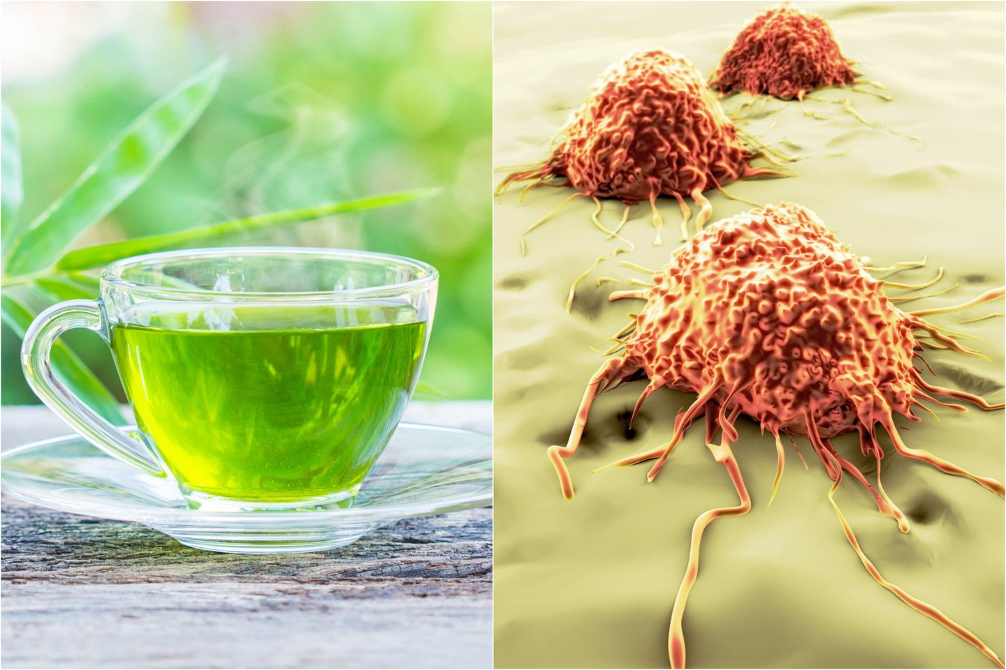  Nanodalelės, esančios arbatos krūmo lapuose, gali apsigyventi ir iš vidaus sunaikinti plaučių vėžines ląsteles.<br> 123rf.com nuotr.