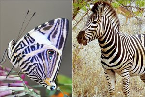 Akmenės muziejuje išsirito „drugelis-zebras“