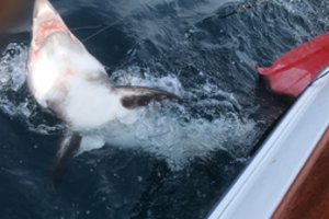 Prie turistų pamėgtos salos po 30 metų pastebėtas didysis baltasis ryklys