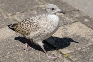 Selemonas Paltanavičius stebisi keistu kirų elgesiu