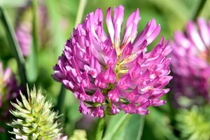 Sužinoję apie dobilų naudą, skubėsite jų prisirinkti kuo daugiau