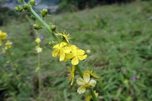 Nepraeikite pro šalį: ši neišvaizdi žolė – vienas didžiausių imuniteto stiprintojų