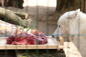 Minimas Lietuvos zoologijos sodo aštuoniasdešimtmetis. Bus daug renginių