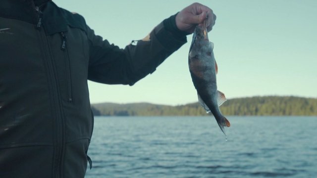 Žūklė žuvingiausiame Suomijos krašte: štaip, kaip reikia žvejoti starkius