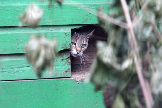 Zoologijos sodo jubiliejaus proga pasirodė ir ypatingas katės jauniklis