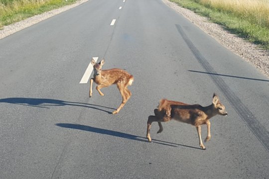 Fotografas pakelėje įamžino smagų vaizdelį. Bet kai kas jį suneramino