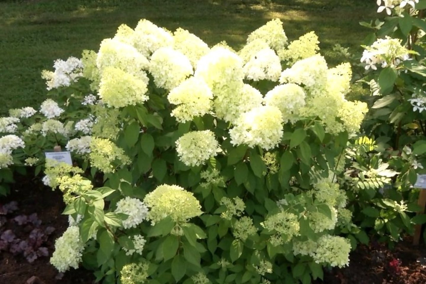 Hortenzija – bene mažiausiai rūpesčių keliantis ir  labiausiai sodą puošiantis augalas. <br> A.Tubaitės nuotr.