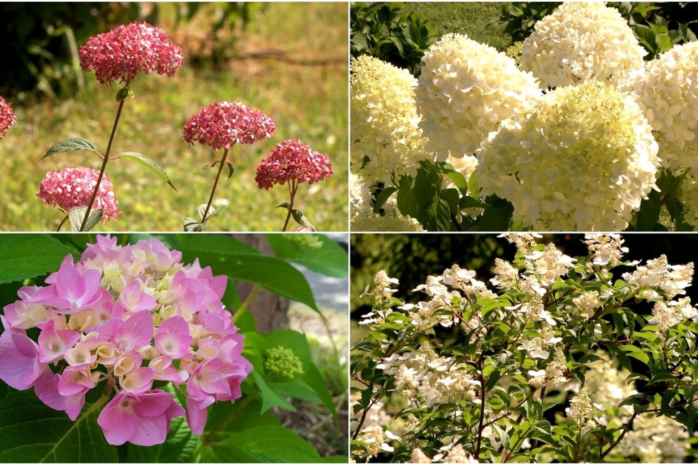 Hortenzija – bene mažiausiai rūpesčių keliantis ir  labiausiai sodą puošiantis augalas. <br> A.Tubaitės nuotr.