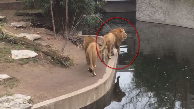 Zoologijos sodo lankytojus iki ašarų prajuokino nesėkmę patyręs liūtas