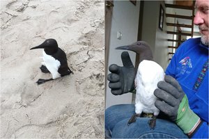 Paaiškėjo Šventosios moterų pliaže aptikto reto paukščio likimas