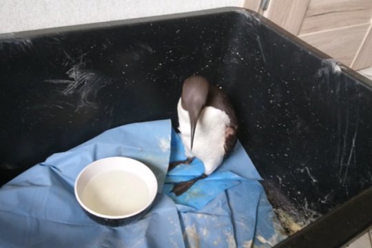 Šventojoje rastas į pingviną panašus paukštis turės naujus namus