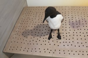 Šventojoje aptiktam paukščiui paskelbė liūdną žinią