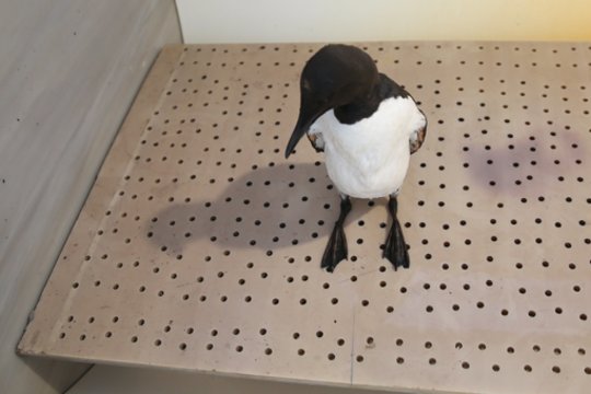 Šventojoje aptiktam paukščiui paskelbė liūdną žinią