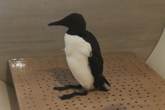 Šventojoje rastą itin retą paukštį apžiūrėję specialistai turi liūdną žinią