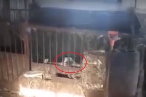 Sukrečiantys vaizdai iš šunų daugyklos: vis dar norite pigiai nusipirkti keturkojį?