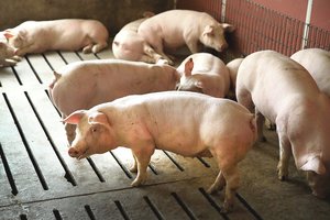 Lenkai pašiurpo: mėsininkai konservavo užsikrėtusių kiaulių mėsą