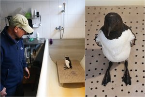 Šventosios paukščio išgyvenimo drama baigėsi tragiškai