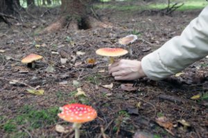 Grybautojai jau skuba į miškus. Bet apie grybus svarbu kai ką žinoti