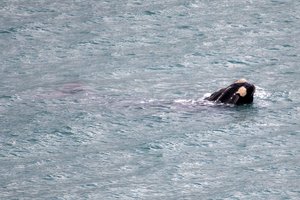 Fejerverkų šventę Naujojoje Zelandijoje sutrikdė atklydęs banginis