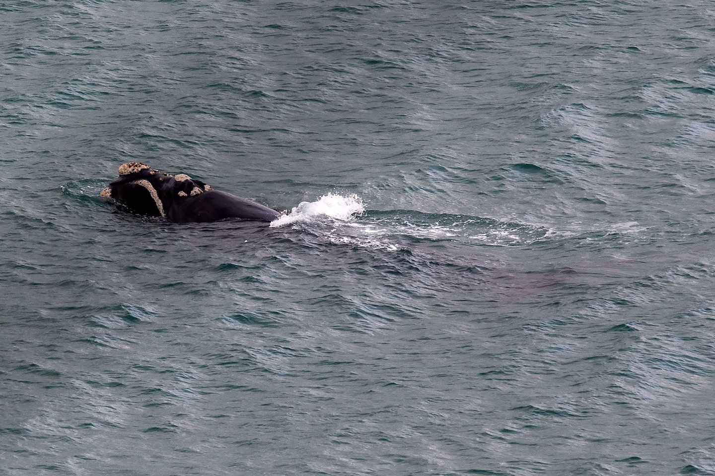  Šeštadienį planuotas fejerverkų šou dėl atklydusio banginio negalės įvykti.<br> AFP/Scanpix nuotr.