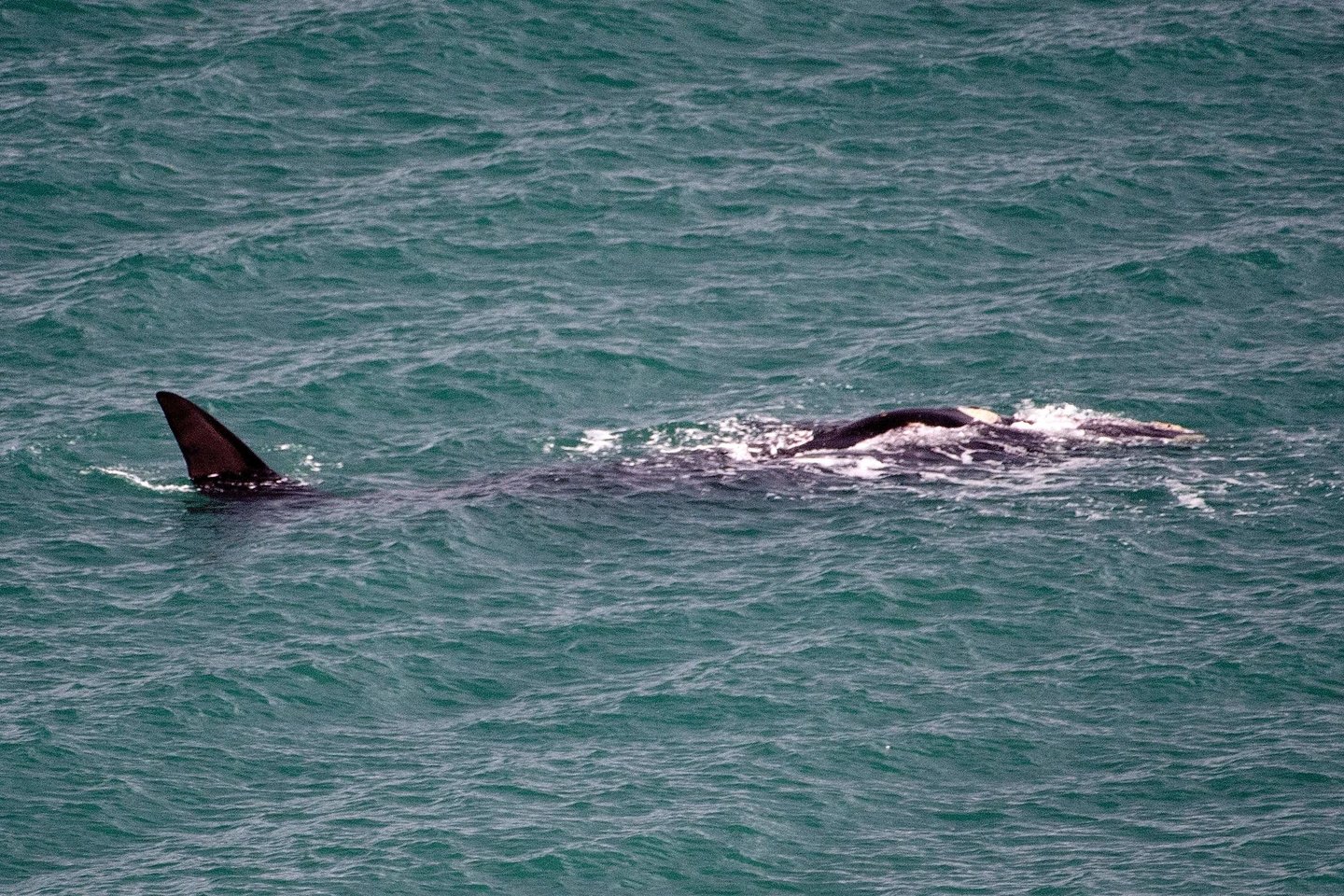  Šeštadienį planuotas fejerverkų šou dėl atklydusio banginio negalės įvykti.<br> AFP/Scanpix nuotr.
