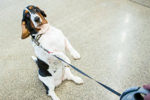 Gailus žvilgsnis dar ne viskas: ką turi žinoti šuns šeimininkas