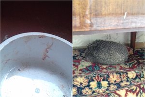 Žiaurumo protrūkis Vilniuje: ežiuką spardė vietoj kamuolio