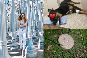 Evelina Anusauskaitė-Young pasipiktinusi: Vilniuje apnuodytas brolio šuo