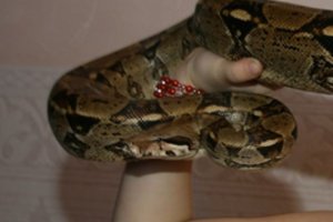 Šalia Varšuvos ieškoma į laisvę ištrūkusio stambaus pitono