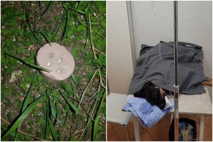 Apie apnuodytą E. Anusauskaitės brolio šunį – žinia iš veterinarų