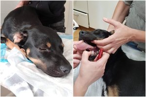 Pranešta apie įtariamąjį, kuris apnuodijo Mindaugo Anusausko šunį