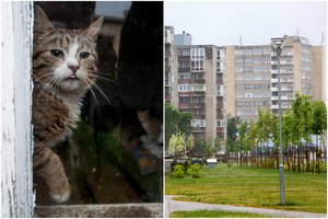Mažeikiuose iš 10 aukšto išmestas katinas