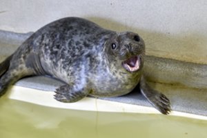 Negailestingai žudomiems pilkiesiems Baltijos ruoniams – nauja viltis