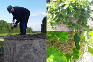 Žemaitė pabandė kitaip auginti agurkus – eksperimentas pasiteisino 100 procentų