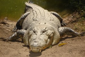 Po aštuonerių metų sugautas legendinis 600 kg sveriantis krokodilas